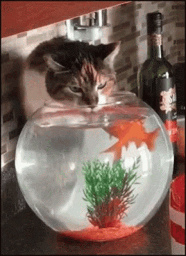 Cat Drinking Water From Bowl Of Goldfish GIF