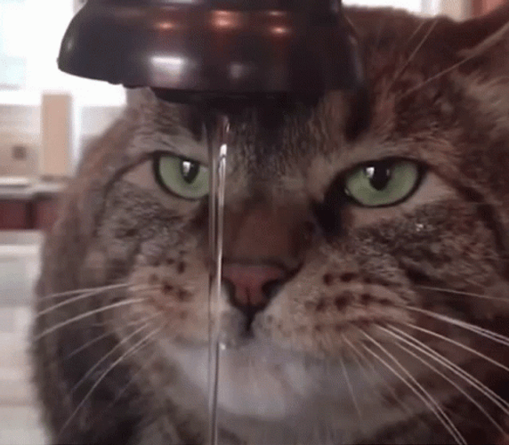 Cat Drinking Water GIF