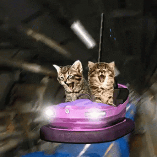 cat-driving-and-screaming-with-passenger-cat-icheu40p2zvyilid.gif