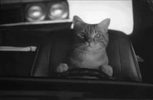 Cat Driving Bnw Footage GIF