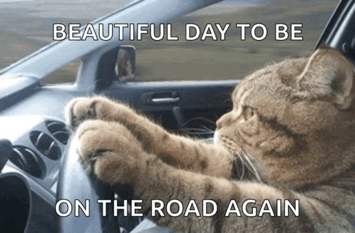Cat Driving Car Beautiful Day To Be On The Road Again GIF