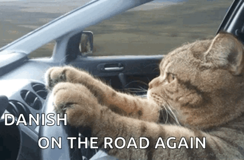 Cat Driving Car Danish On The Road Again GIF