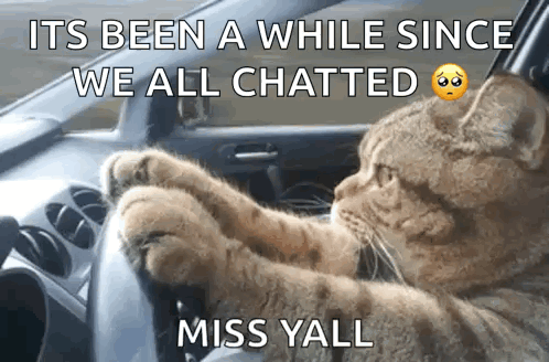 Cat Driving Car It's Been A While Since We All Chatted GIF