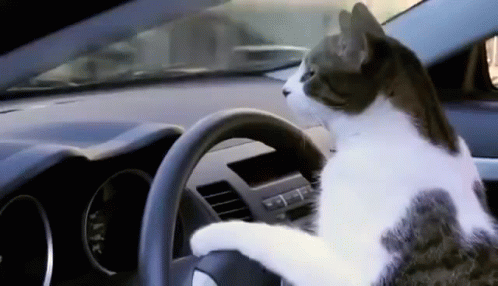 Cat Driving Car Looking At Steering Wheel GIF