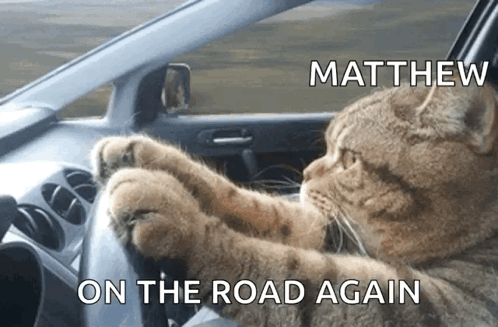 Cat Driving Car Matthew on the Road Again