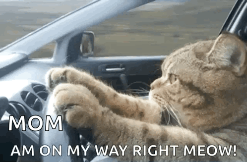 Cat Driving Car Mom Am On My Way