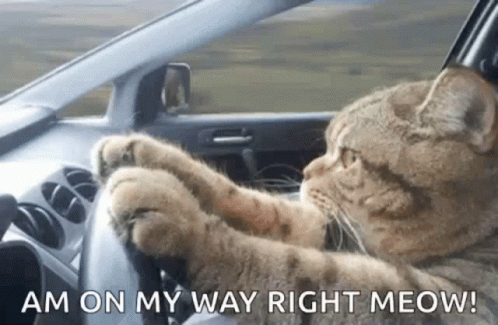 Cat Driving Car Saying Am On My Way