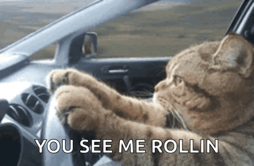 Cat Driving Car Saying You See Me Rollin