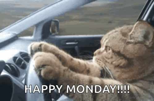 Cat Driving Car Says Happy Monday