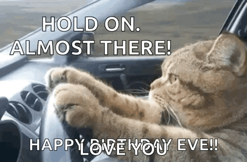 Cat Driving Car Says Hold On Almost There