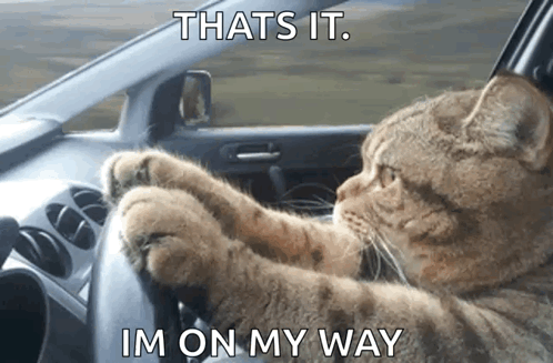 Cat Driving Car That's It I'm On My Way