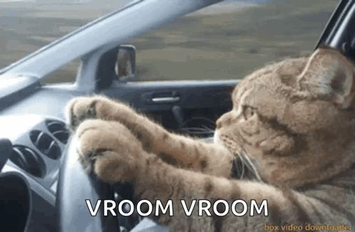 Cat Driving Car Vroom Vroom