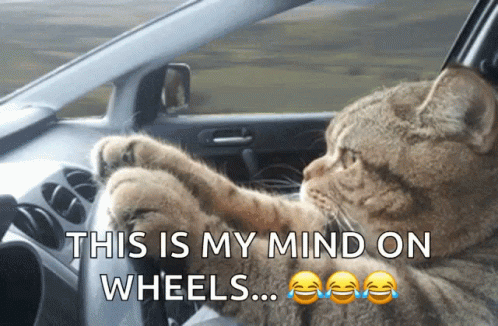 Cat Driving Car with Mind on Wheels