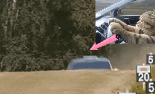 Cat Driving Car With Pink Arrow To 5 GIF