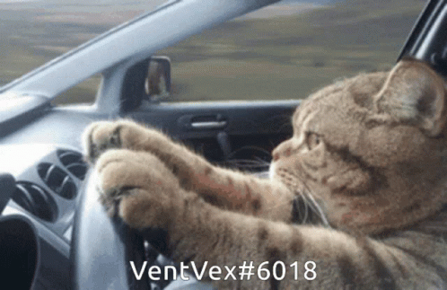 Cat Driving Car With Ventvex 6018 GIF