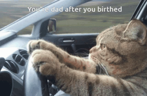 Cat Driving Car You're Dad After Birth GIF