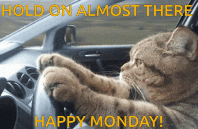 Cat Driving Crazy Monday GIF