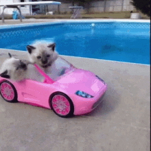 Cat Driving Fight GIF