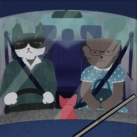 Cat Driving His Wife GIF