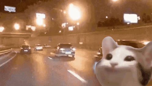 Cat Driving on Highway at Night