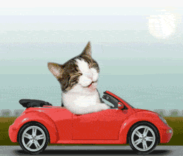 Cat Driving Red Car Head on Steering Wheel