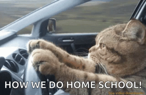 Cat Driving To Bus Station GIF