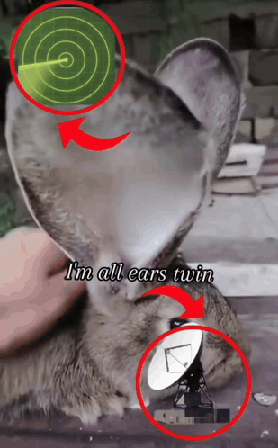Cat Ear With Words I'm All Ears Twin