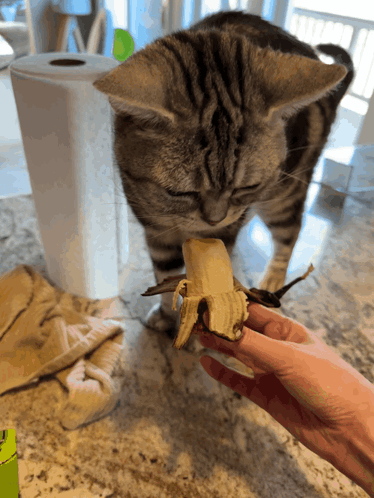 Cat Eating Banana With Paper Towel Roll