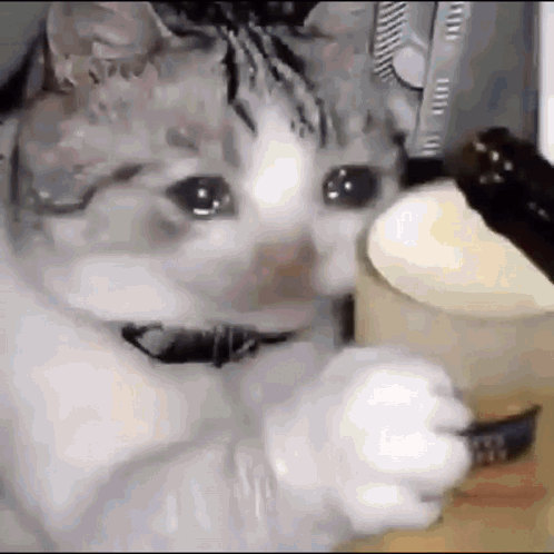 Cat Eating Cake With Fork and Crying