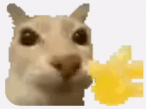Cat Eating Cheese Close Up