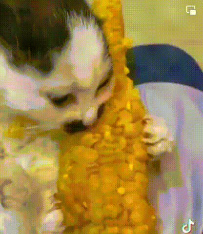 Cat Eating Corn on the Cob