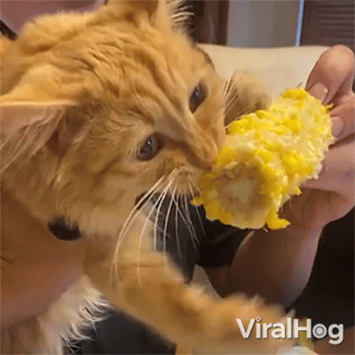 Cat Eating Corn on the Cob