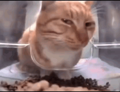 Cat Eating Food from Bowl