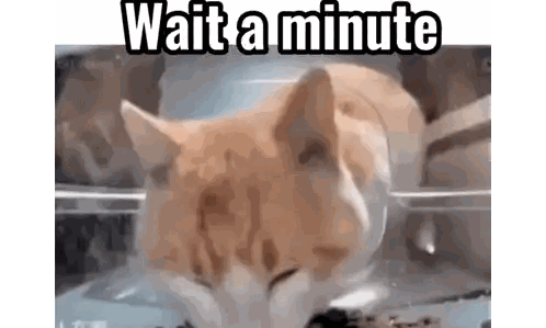 Cat Eating Food in Container