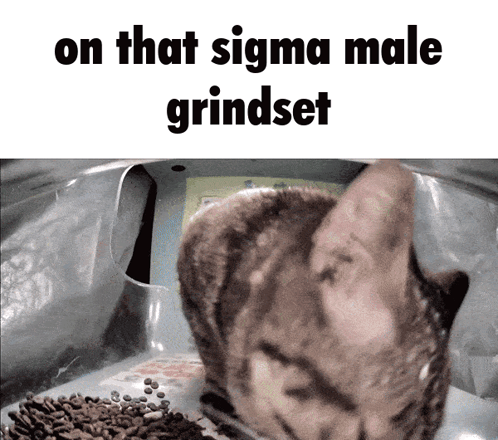 Cat Eating Food On That Sigma Male Grindset GIF