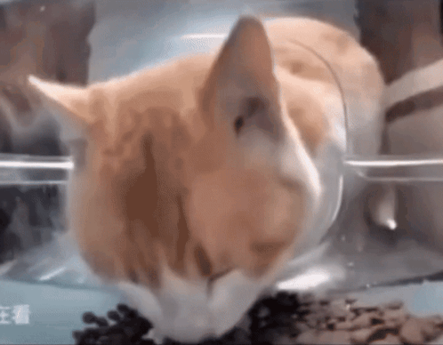 Cat Eating Food Out of Clear Plastic Container