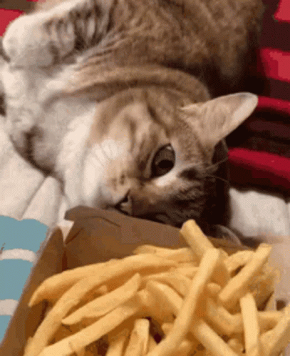 Cat Eating French Fries