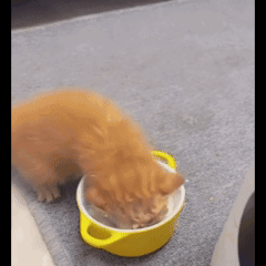 Cat Eating From Yellow Bowl