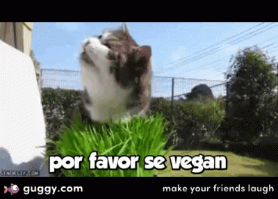 Cat Eating Grass Por Favor Se Vegan
