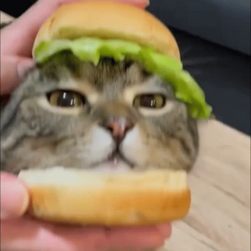 Cat Eating Hamburger with Lettuce
