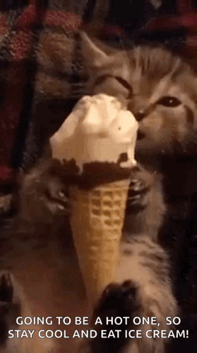 Cat Eating Ice Cream Saying Going To Be A Hot One So Stay Cool GIF
