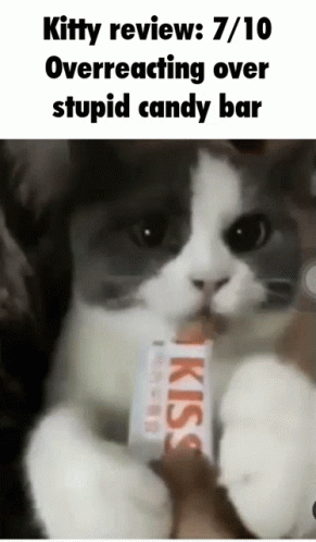 Cat Eating Kiss Candy Bar GIF