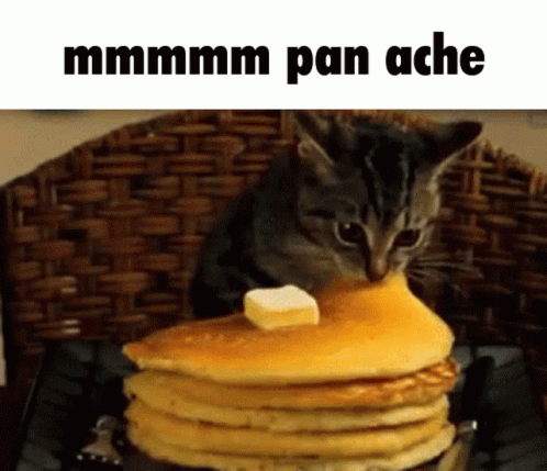 Cat Eating Pancake GIF