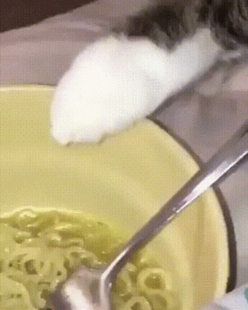 Cat Eating Ramen GIF
