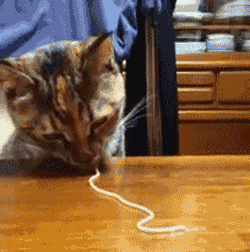 Cat Eating Spaghetti GIF