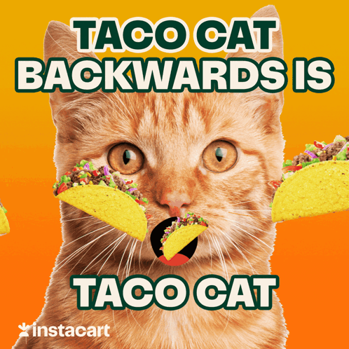 Cat Eating Taco
