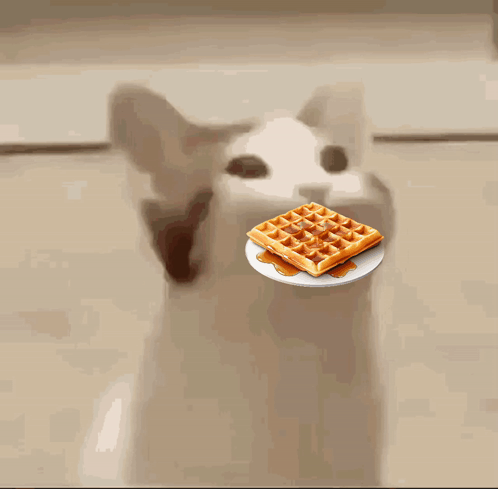 Cat Eating Waffle With Syrup GIF