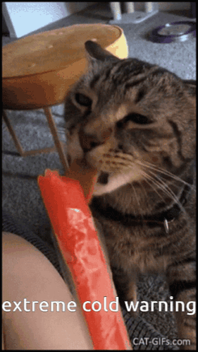 Cat Eating Watermelon Popsicle Extreme Cold Warning GIF