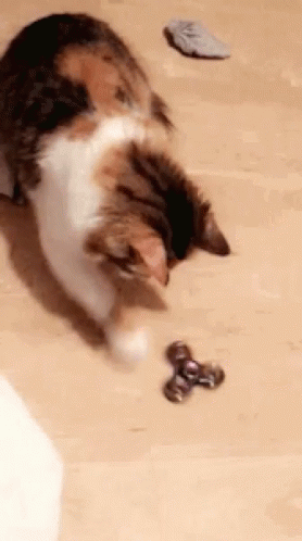 Cat Enjoy Playing Of Fidget Spinner GIF