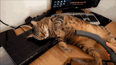 Cat Enjoying Vacuum Suck GIF